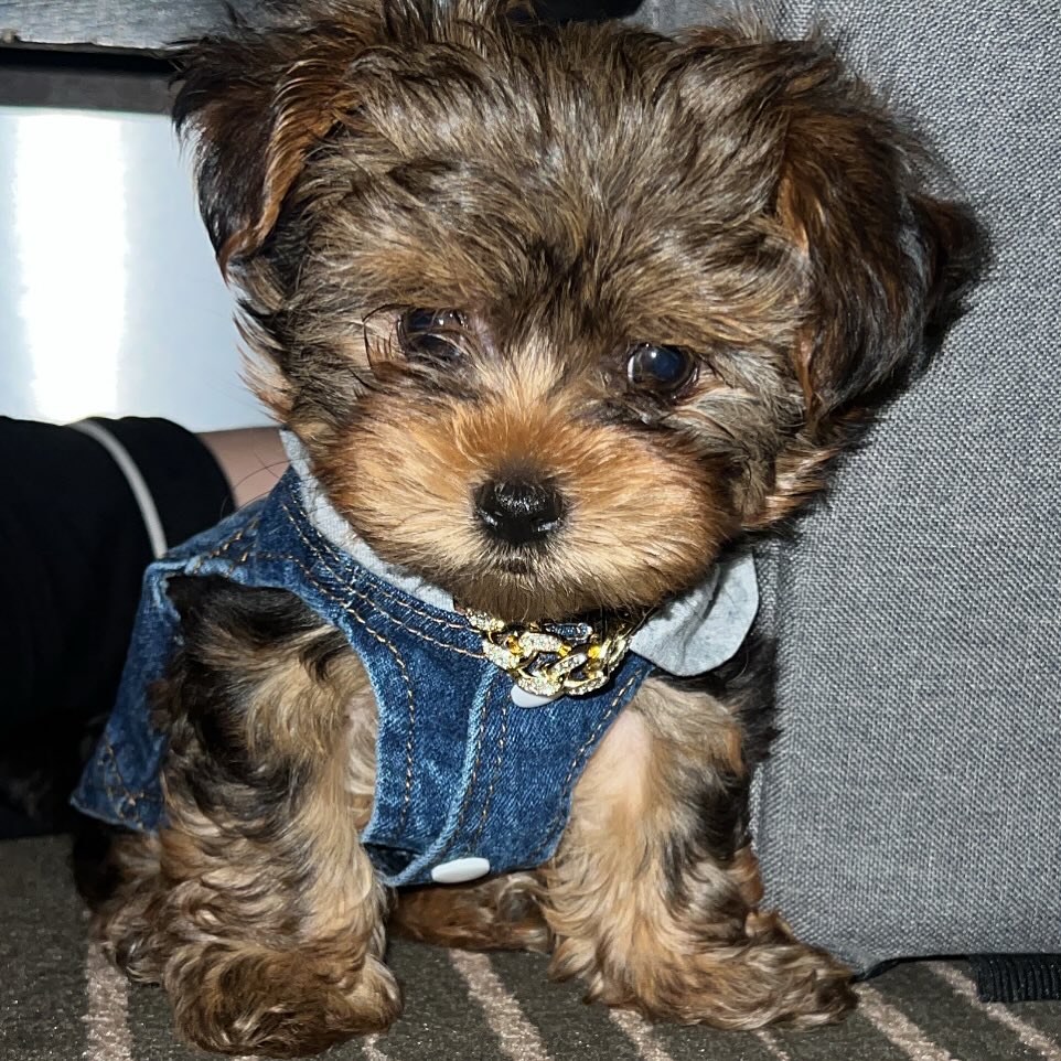 yorkie puppies for sale