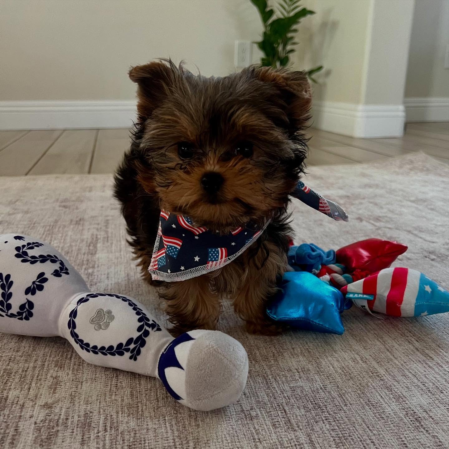 yorkie puppies for sale