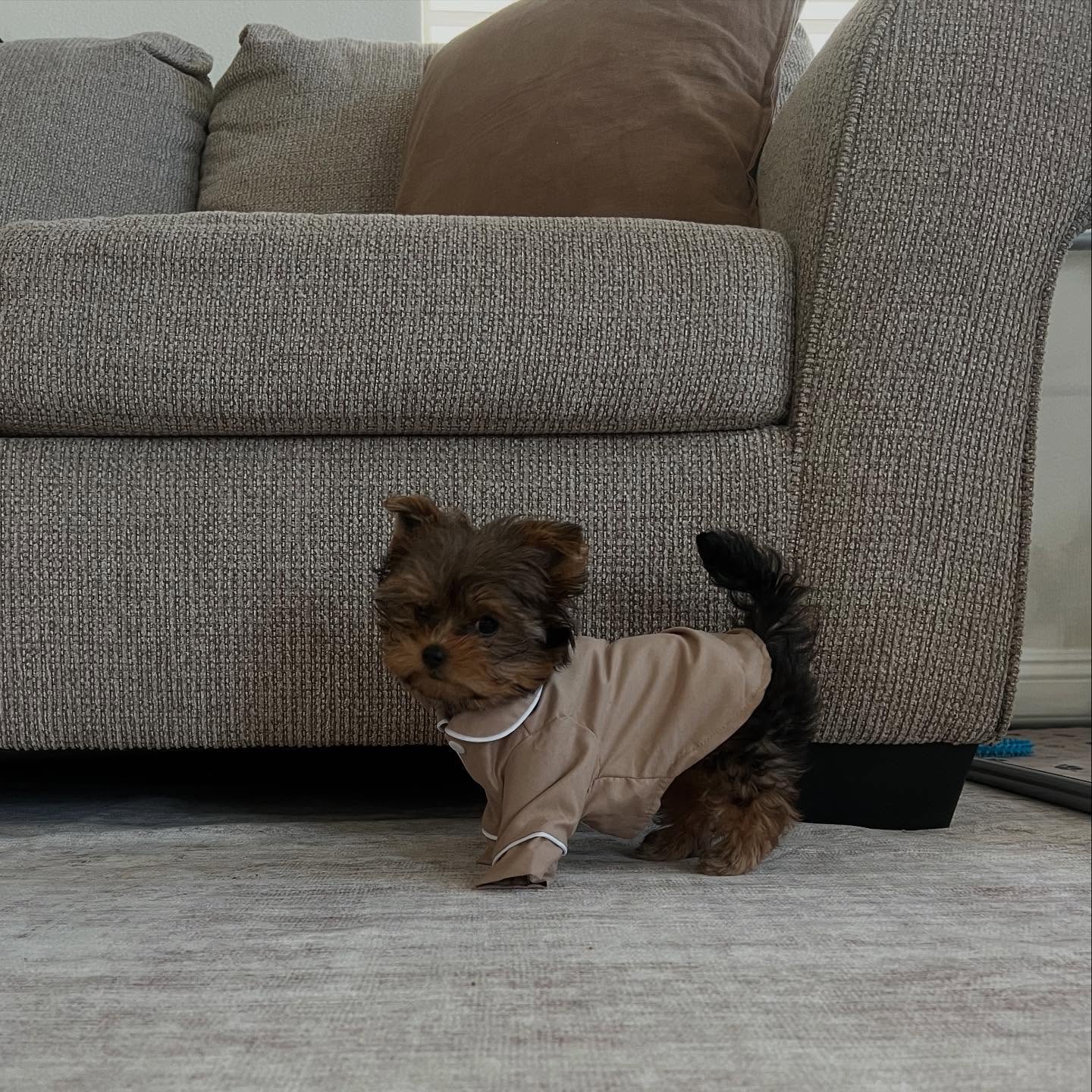 yorkie puppies for sale