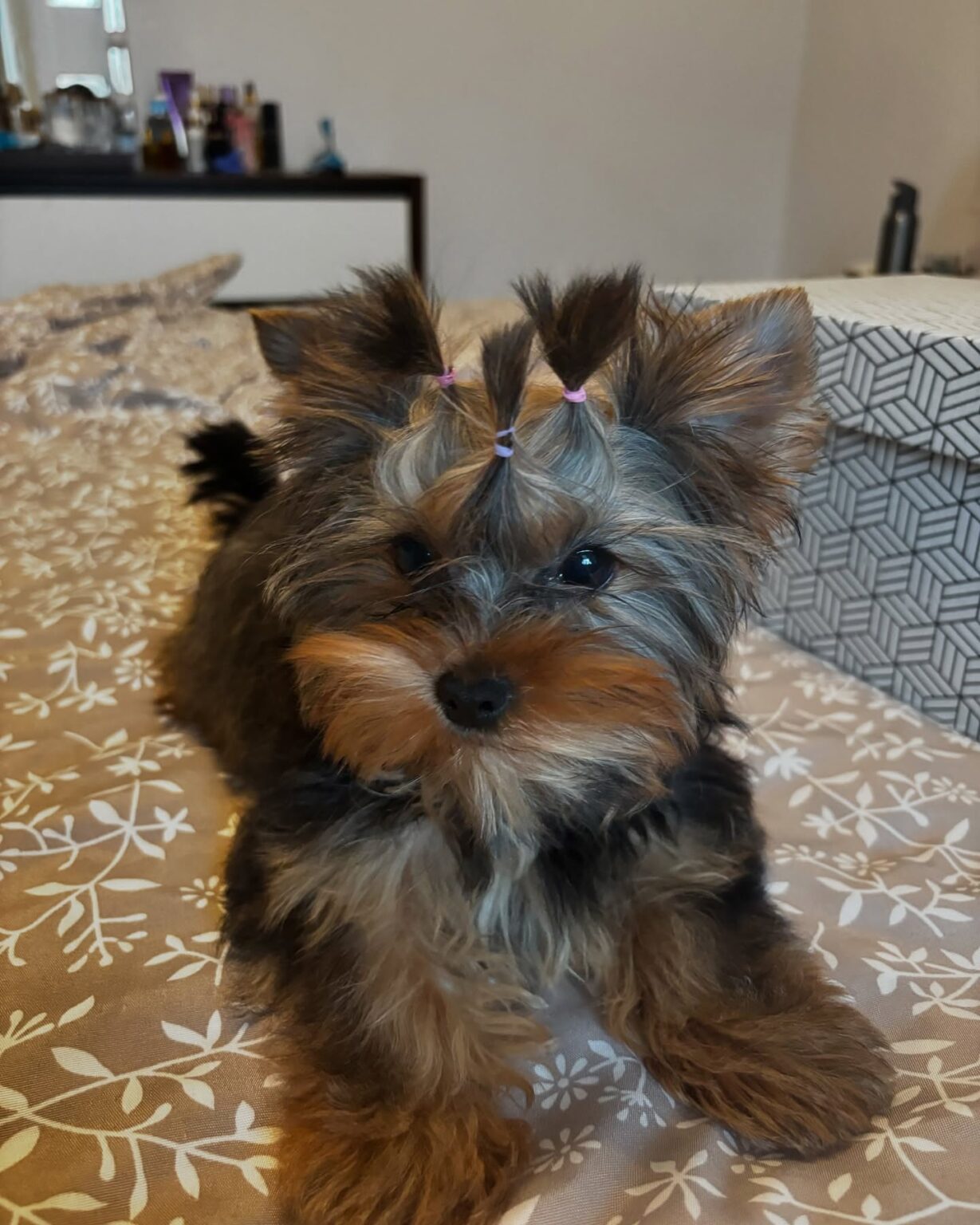 yorkie puppies for sale near me