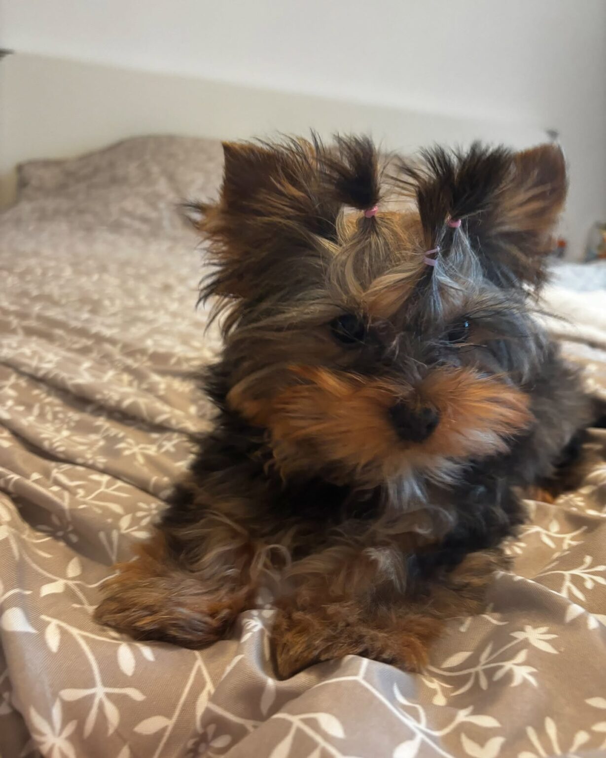 yorkie puppies for sale near me