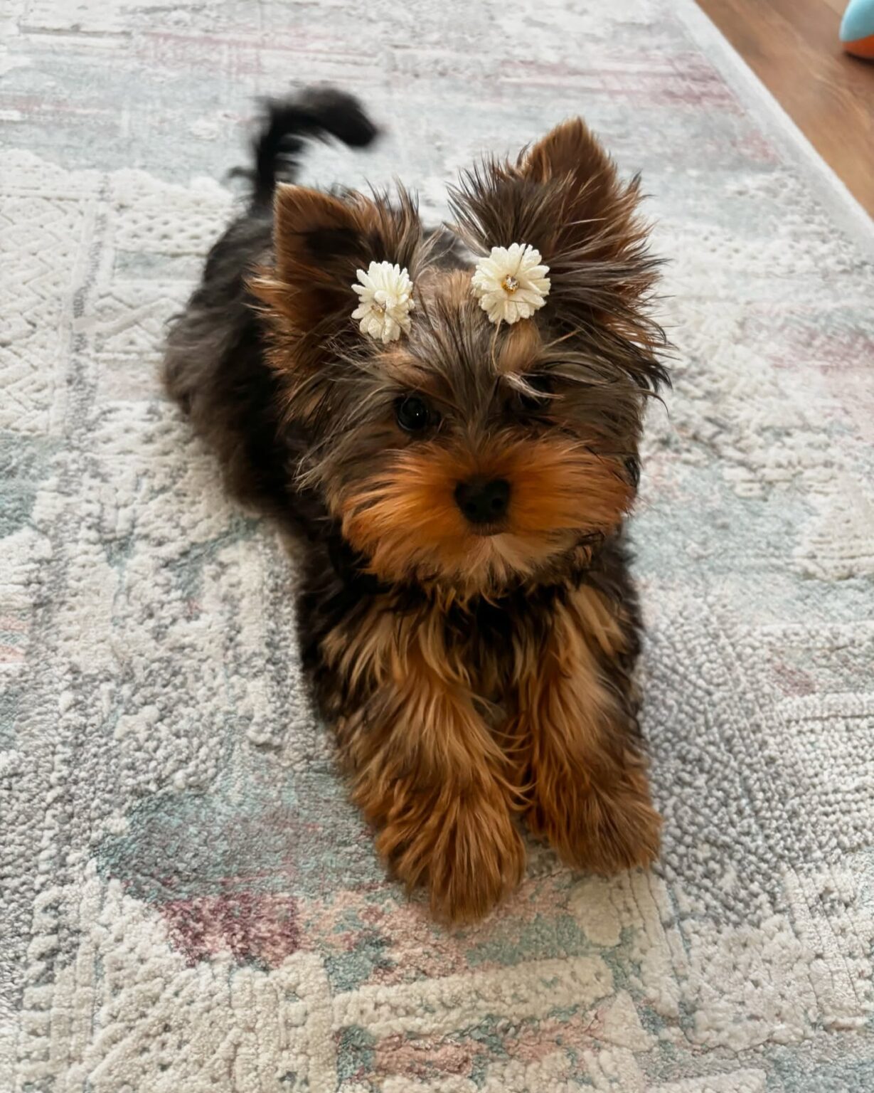 yorkie puppies for sale near me