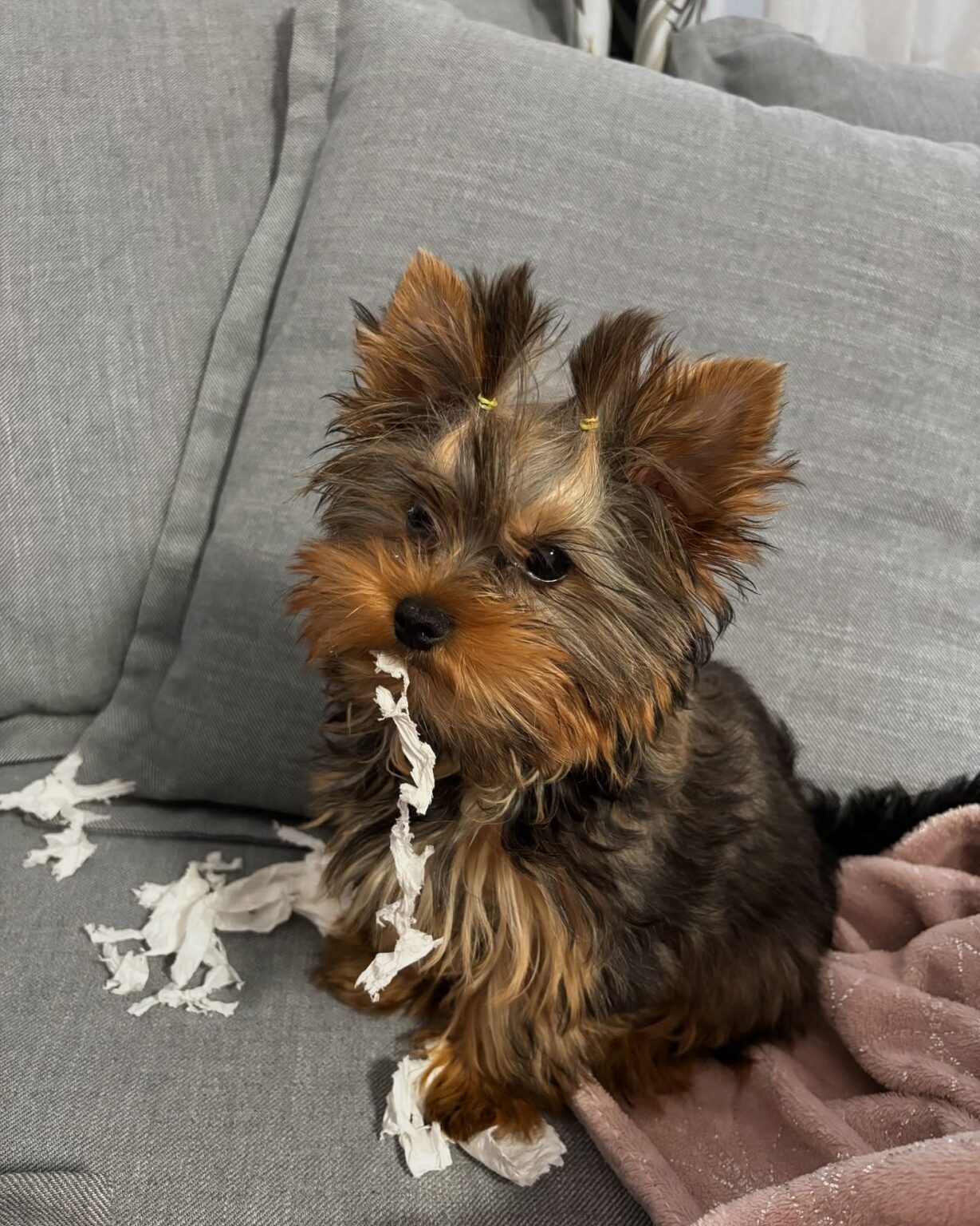 yorkie puppies for sale near me