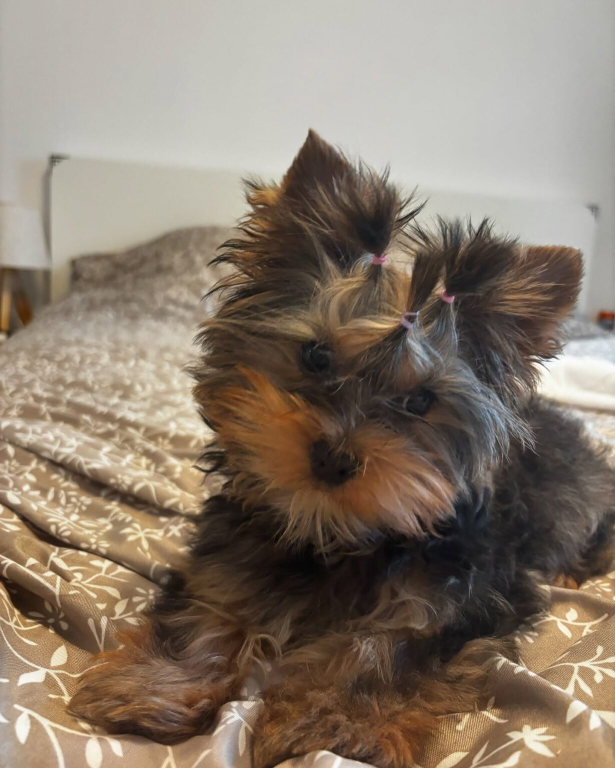yorkie puppies for sale near me