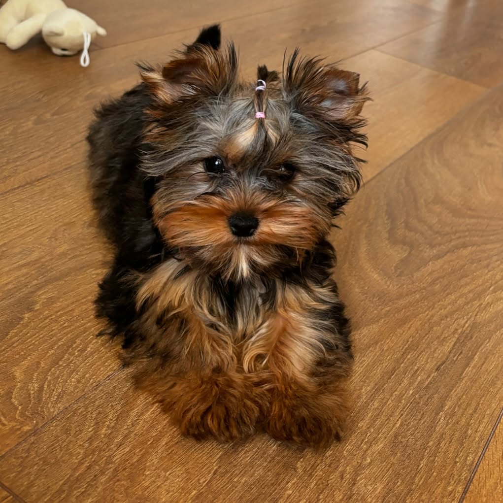 yorkie puppies for sale near me