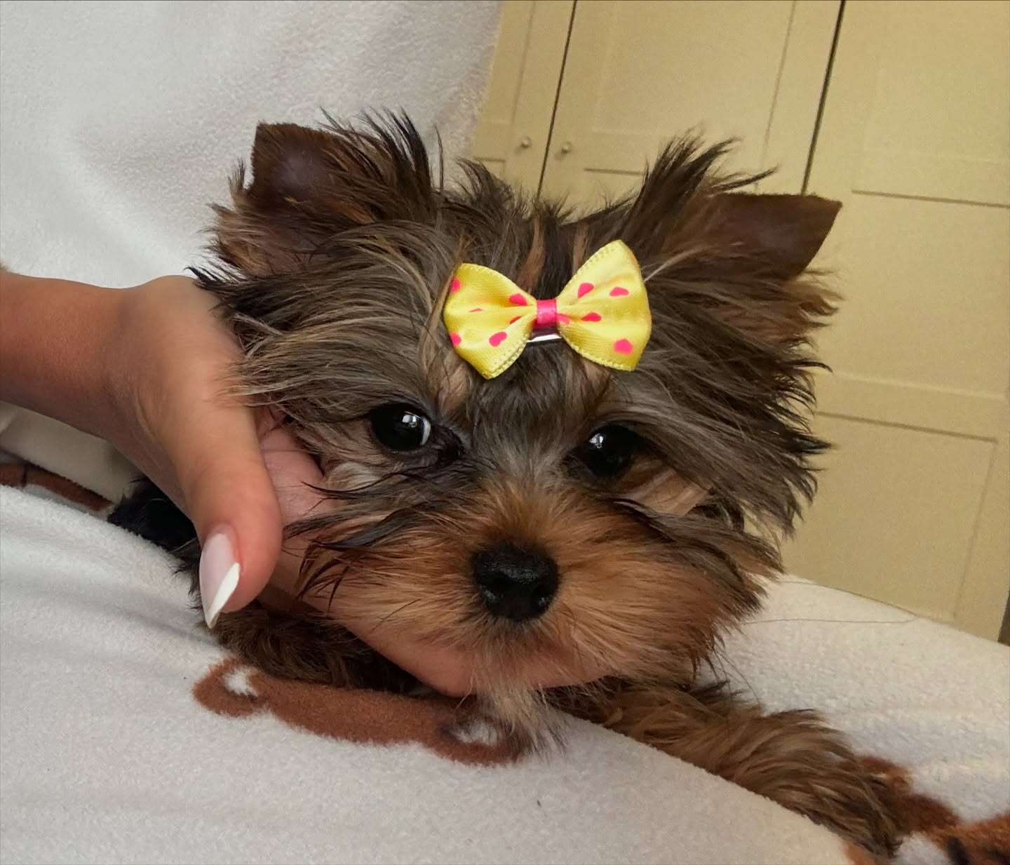 yorkie puppies for sale near me