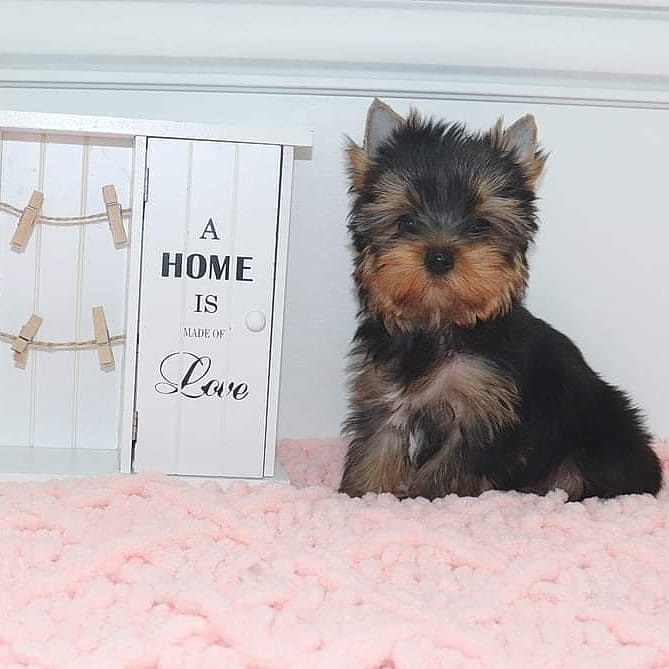 yorkie puppies for sale