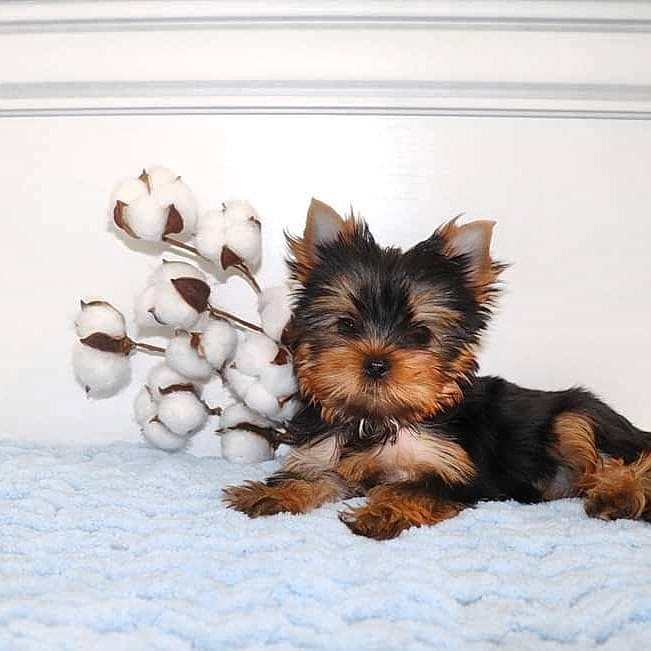 yorkie puppies for sale