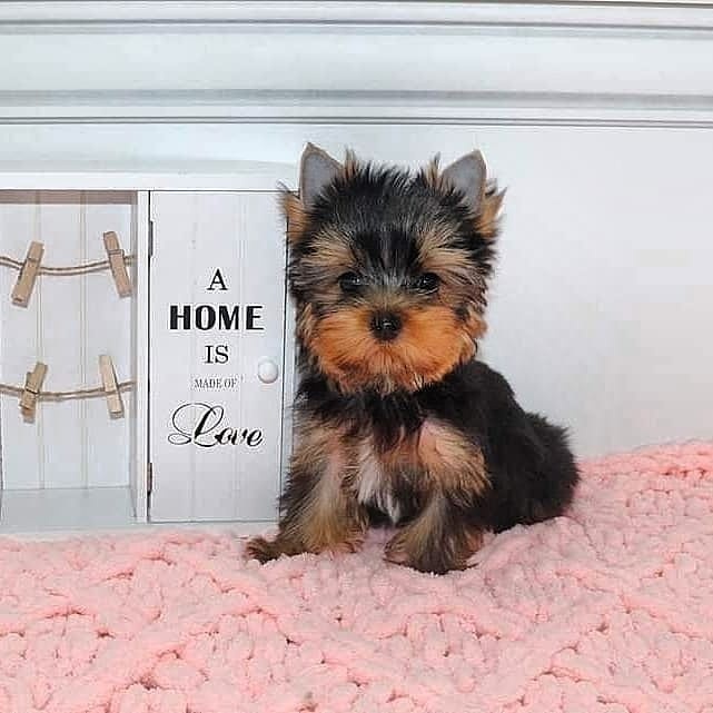 yorkie puppies for sale