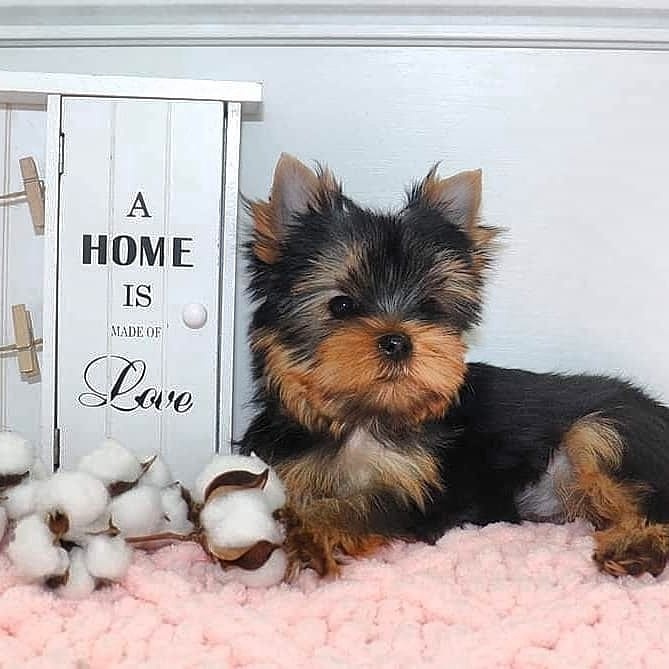 yorkie puppies for sale