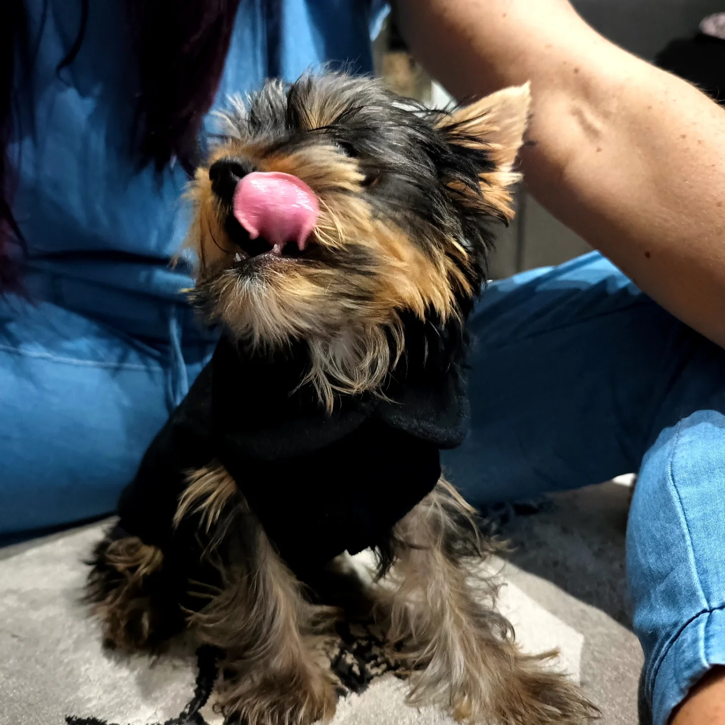 teacup yorkie puppies for sale near me
