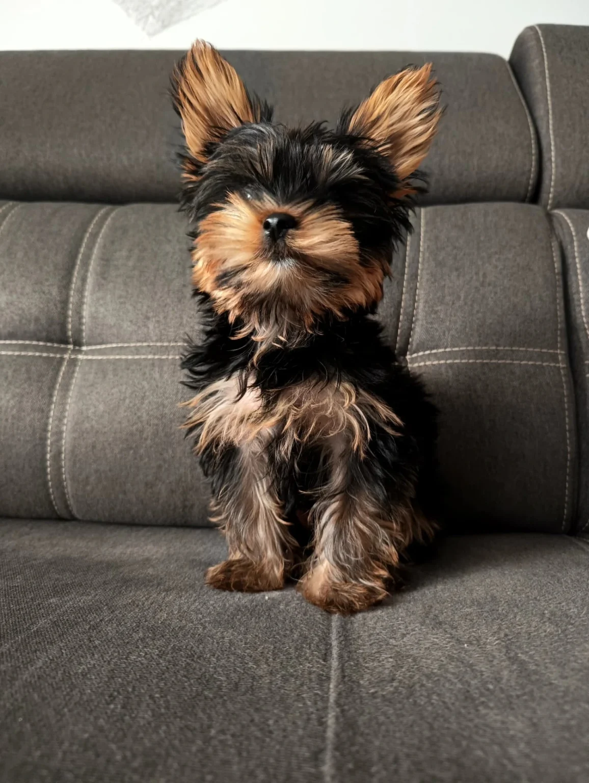 teacup yorkie puppies for sale near me