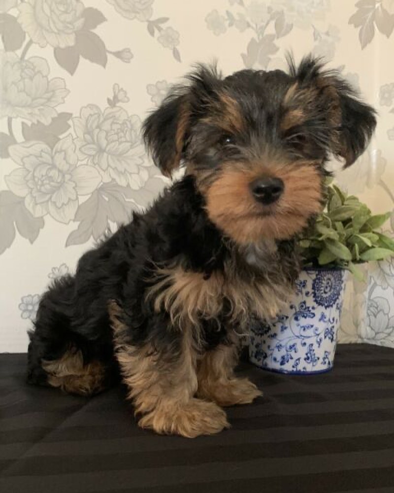 teacup yorkie puppies for sale near me