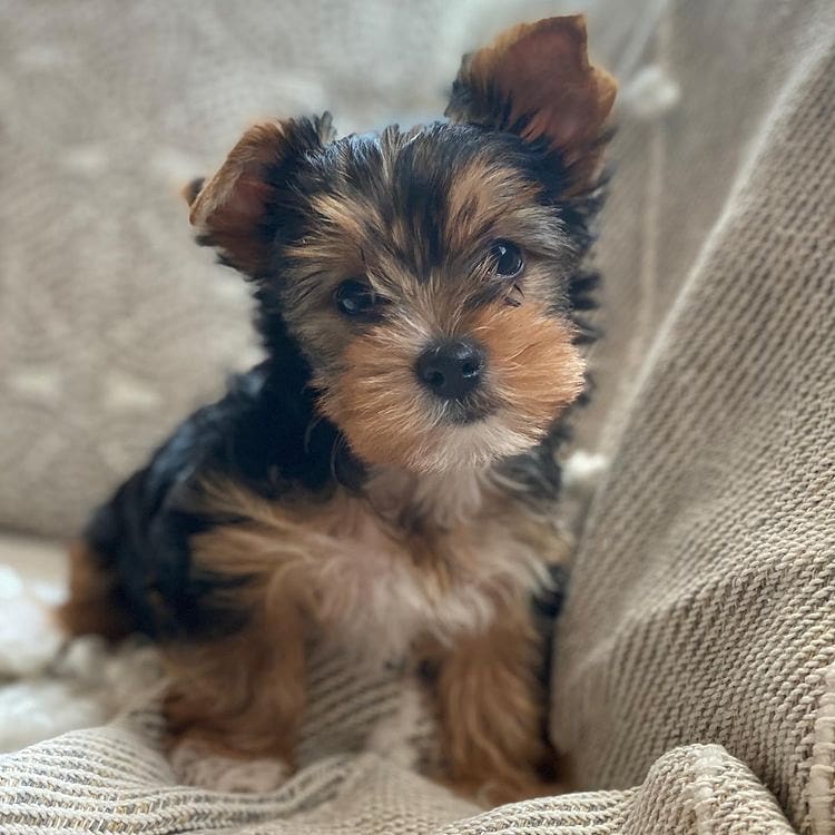 teacup yorkie puppies for sale near me