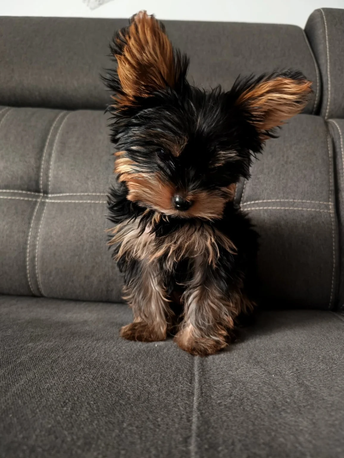 teacup yorkie puppies for sale near me