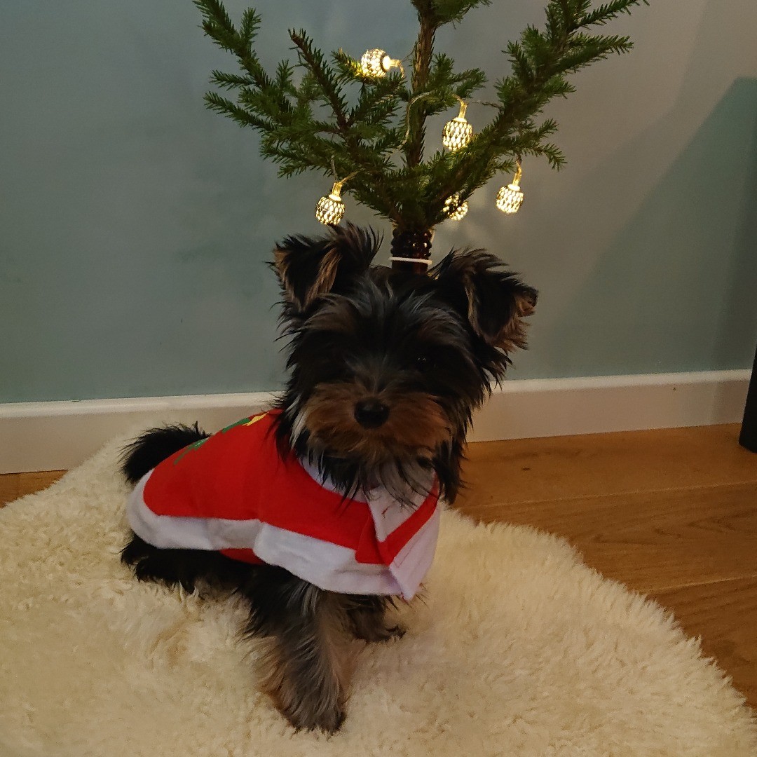 yorkie puppies for sale