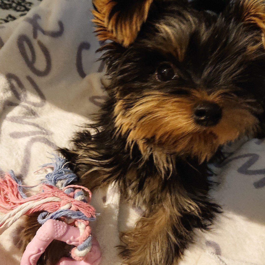 yorkie puppies for sale