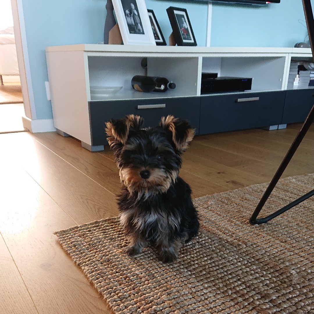 yorkie puppies for sale