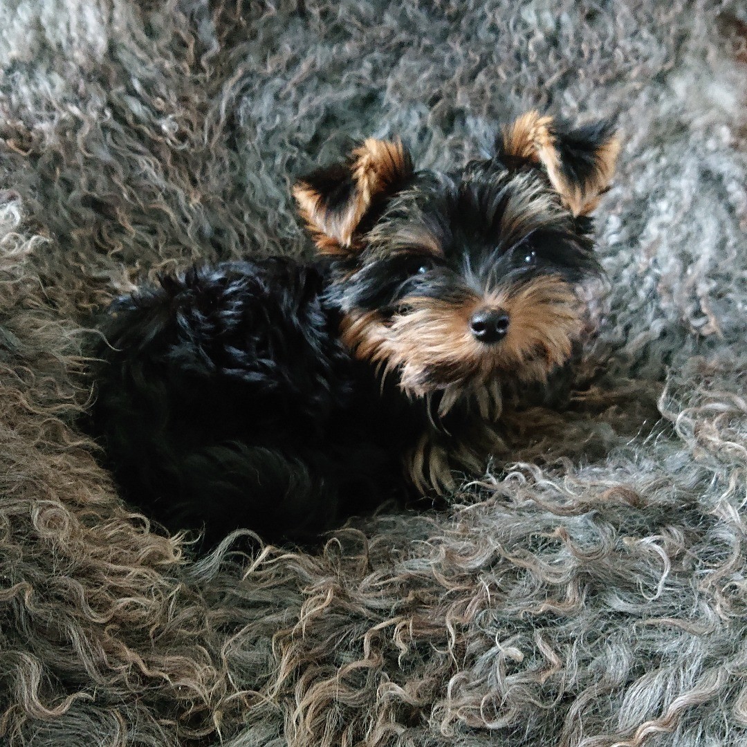 yorkie puppies for sale