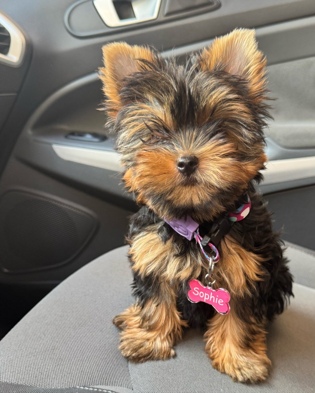 teacup yorkie puppies for sale near me