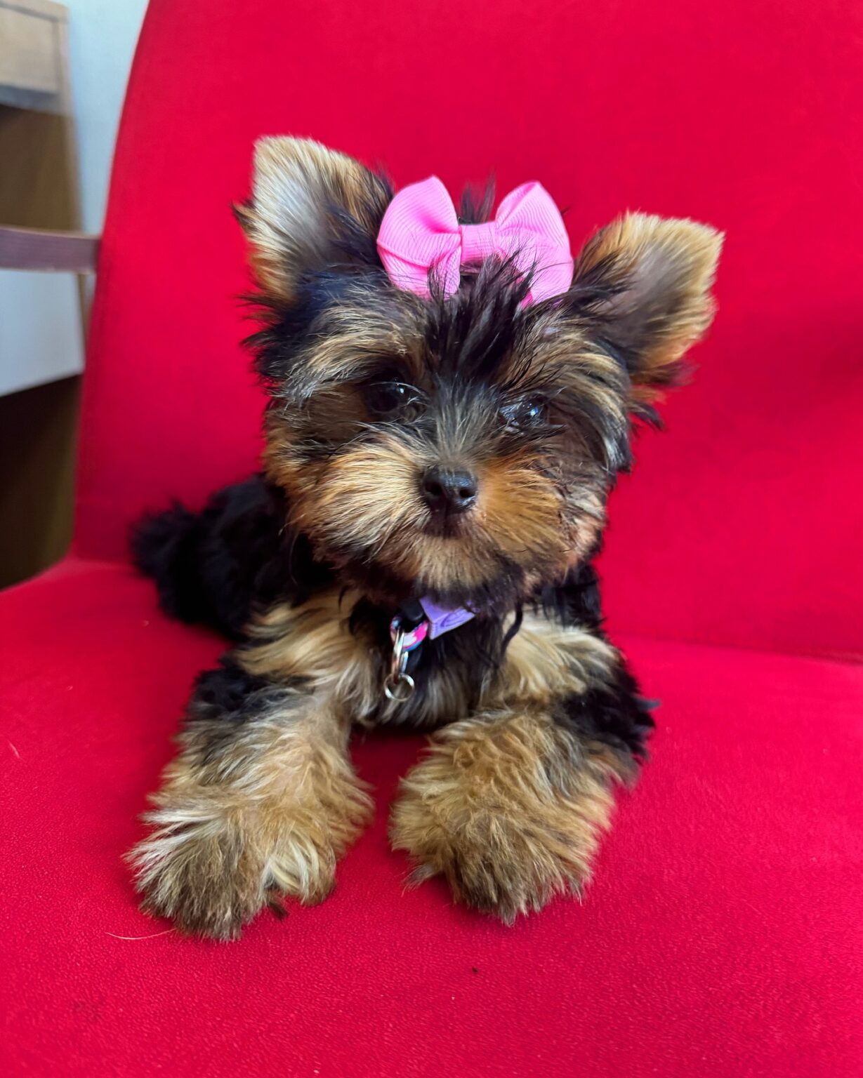 teacup yorkie puppies for sale near me