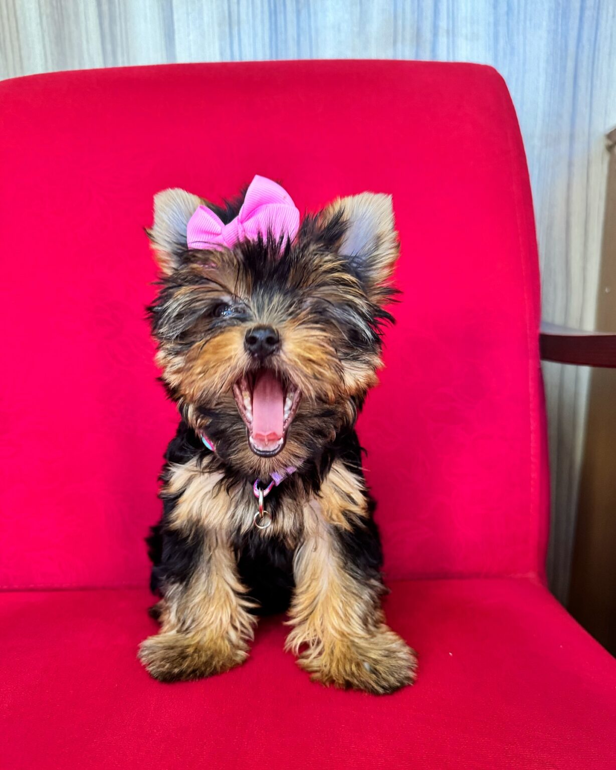 teacup yorkie puppies for sale near me