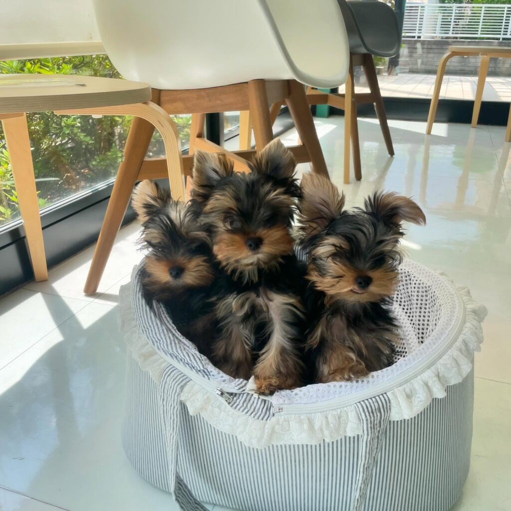 Teacup Yorkie Puppies For Sale