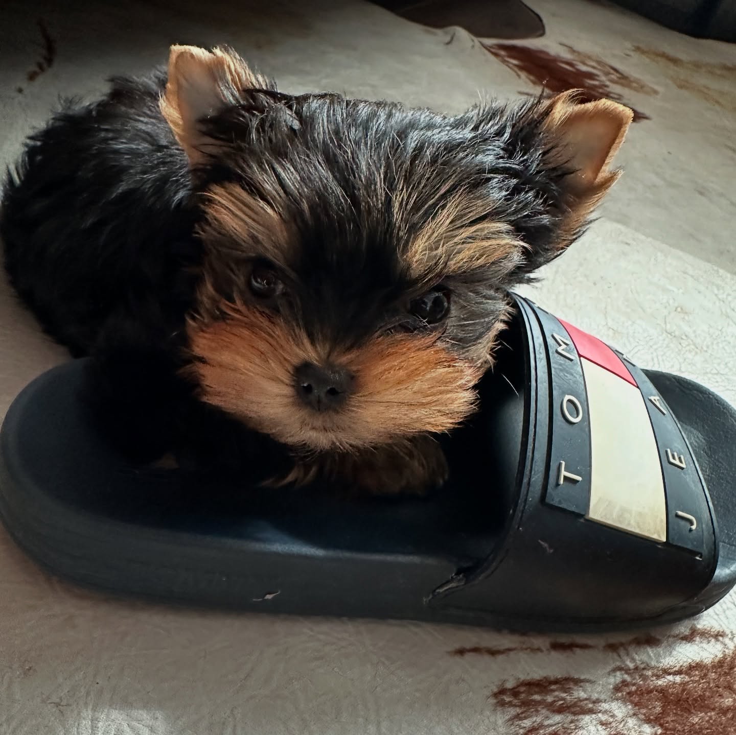 yorkie puppies for sale