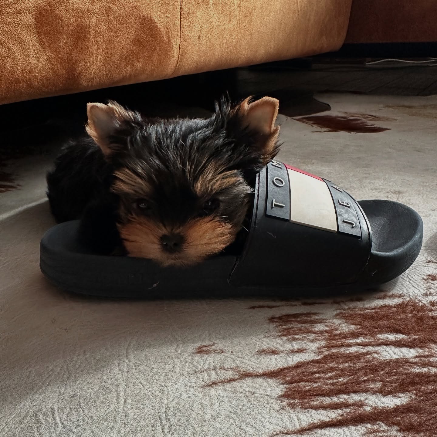 yorkie puppies for sale