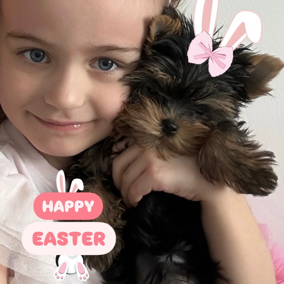 yorkie puppies for sale